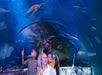 A family of four walking through an aquarium tunnel with sea turtle and fish swimming over them at SEA LIFE Michigan in Auburn Hills, Michigan.