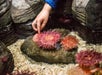 Touch pool - SEA LIFE Minnesota
