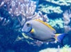 Tangfish - SEA LIFE Minnesota