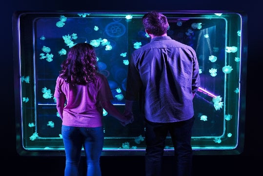 SEA LIFE Jellies