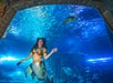 A person dressed as a mermaid swims underwater in an aquarium, surrounded by fish and a sea turtle, with blue lighting illuminating the scene.