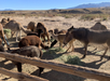 A group of camels, donkeys, and alpacas eating hay in a desert enclosure with mountains in the background.