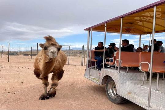 A camel walks near a group of people on an open-sided tour vehicle in a desert setting.