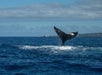 Whale-watching tour on the island of Maui from Ma'alaea Harbor