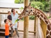 Guest feeds the giraffe a leaf of lettuce at the San Antonio Zoo in San Antonio, TX