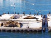 Seals in the harbor