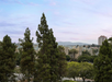 View of a cityscape with tall trees in the foreground, buildings and hills in the distance under a cloudy sky.