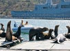 A group of sea lions rest on floating docks, with two people in a small boat and a large ship in the background.
