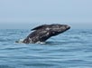 A whale jumping out of the water