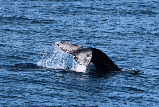 A whales tale flipping out of the water on a sunny day on the San Diego Whale and Dolphin Watching Cruise.