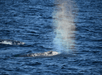 A whale blowing water out of its blowhole into the air creating a rainbow on the San Diego Whale and Dolphin Watching Cruise.