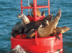 Several sea lions sitting on a bright red buoy with the sun shining on them on the San Diego Whale and Dolphin Watching Cruise.