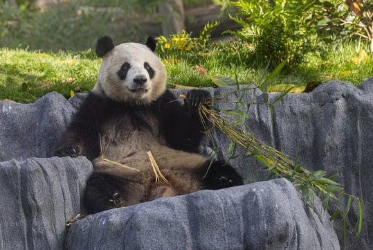 A panda sits outdoors on a rocky surface, holding and eating bamboo, surrounded by greenery.