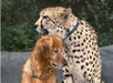 A cheetah wearing a collar sits closely beside a golden retriever, both facing the same direction with greenery in the background.