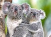 San Diego Zoo in San Diego, California