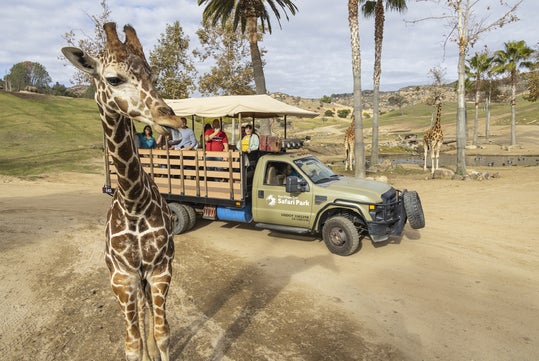 A safari truck with passengers drives near two giraffes on a dirt path in a park with palm trees.