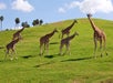 San Diego Zoo Safari Park in Escondido, California