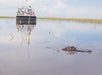 An alligator with the top of his head peaking out of the water and an airboat full of people in the background.