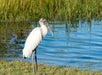 A wood stork with white feathers and a long beak stands on grass near the edge of a pond with tall green reeds in the background.