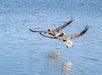 Two brown pelicans with yellow heads fly low over a calm blue body of water, their wings spread wide above the surface.