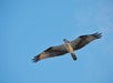 A large bird with outstretched wings flies against a clear blue sky.