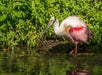 A roseate spoonbill with pink and white feathers stands in shallow water near green vegetation.