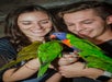 Lorikeet feeding at SeaQuest.