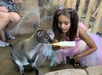 A young girl feeds a kangaroo at SeaQuest.