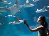 SeaWorld Orlando in Orlando, Florida