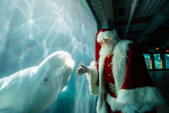 A person dressed as Santa Claus extends a hand toward a beluga whale through the glass at an aquarium.