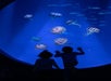 Silhouettes of two children watching jellyfish in a large, illuminated aquarium tank.