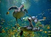 Three sea turtles swim underwater among numerous colorful fish and aquatic plants, with sunlight filtering down from above.