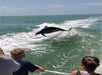 A closer view of the dolphins playing.