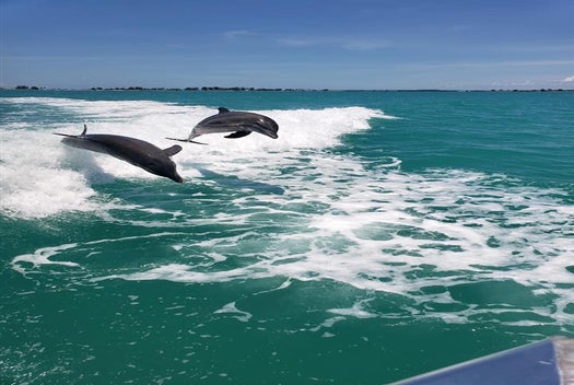 Appreciate the view of the dolphins playing.