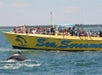 Sea Screamer- Myrtle Beach Dolphin Cruises in Little River, South Carolina