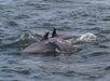 Three dolphins swim close together near the surface of choppy ocean water.