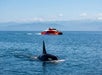 An orca swims near the surface of the ocean with a red and white boat in the background under a clear sky.