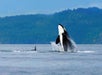 A killer whale breaches the surface of the ocean near a forested coastline, with another orca's dorsal fin visible in the water nearby.