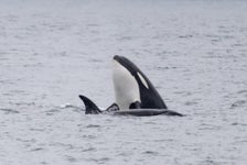 Seattle Wildlife & Whale Watching Tour in Seattle, Washington