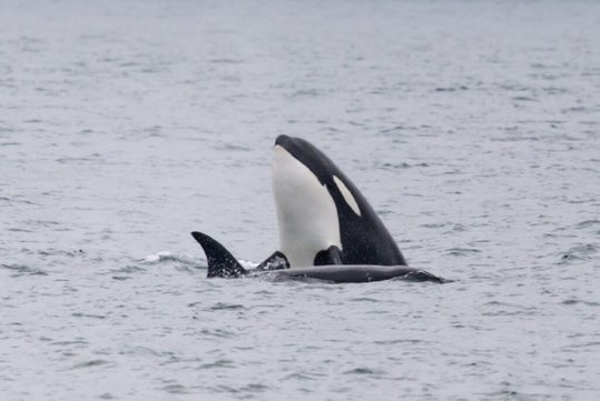 A pair of orcas surface in the ocean; one orca is partially out of the water with its dorsal fin and head visible.