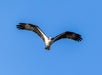 An osprey is flying with wings outstretched against a clear blue sky, viewed from below.