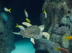 Florida Aquarium