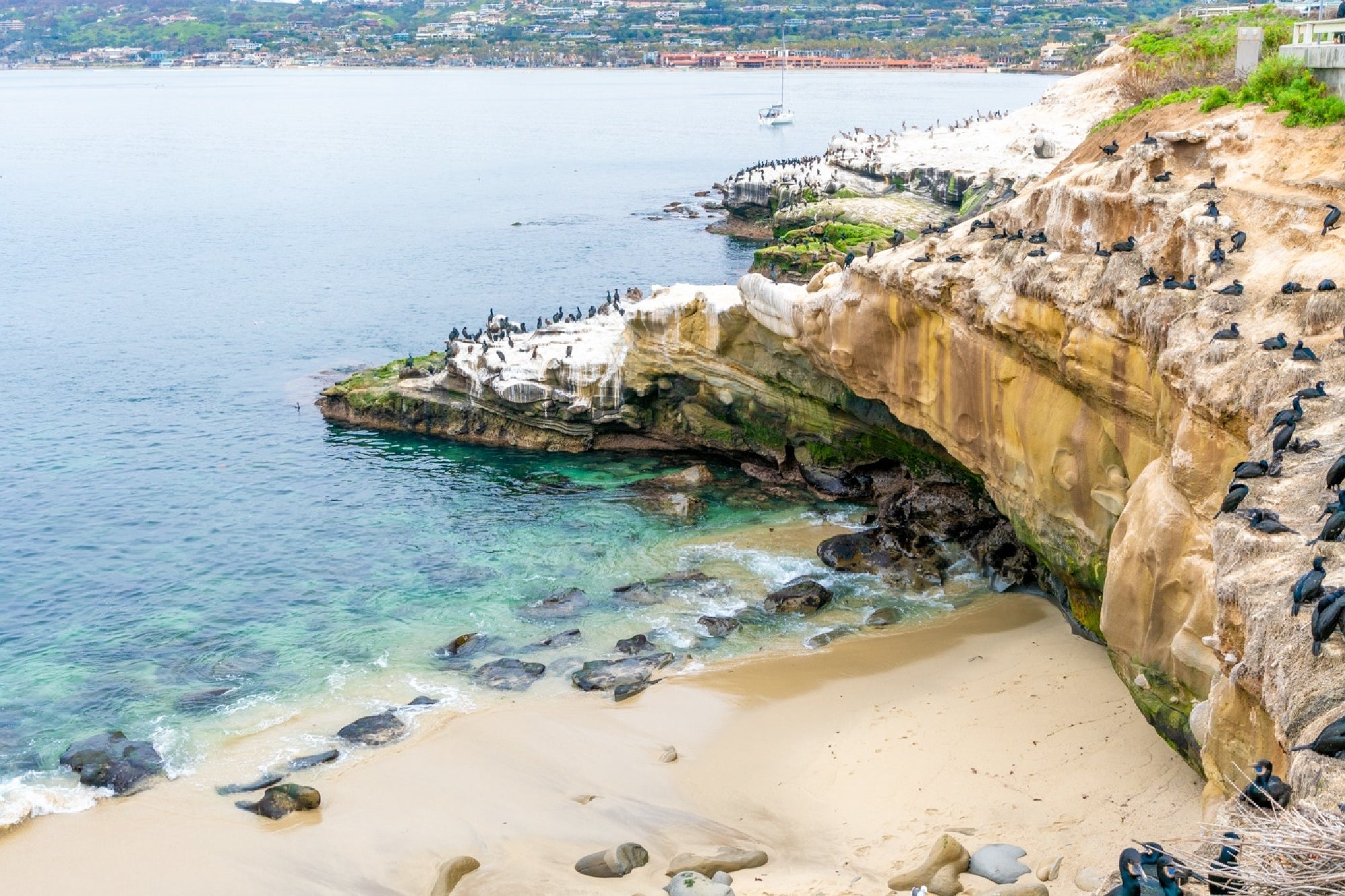 View of a rocky coastal cliff with seabirds perched along the shoreline and clear blue water, with a sandy beach below and buildings visible in the background.