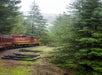 A red train with yellow accents driving through the forest on a foggy day with Skunk Train in San Francisco, California, USA.