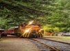 A train with a red engine car with 64 on the top of it with its lights on in the forest with Skunk Train in San Francisco, California, USA.