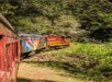 A train with a red engine car and a flag painted on the car behind going through trees with Skunk Train in San Francisco, California, USA.