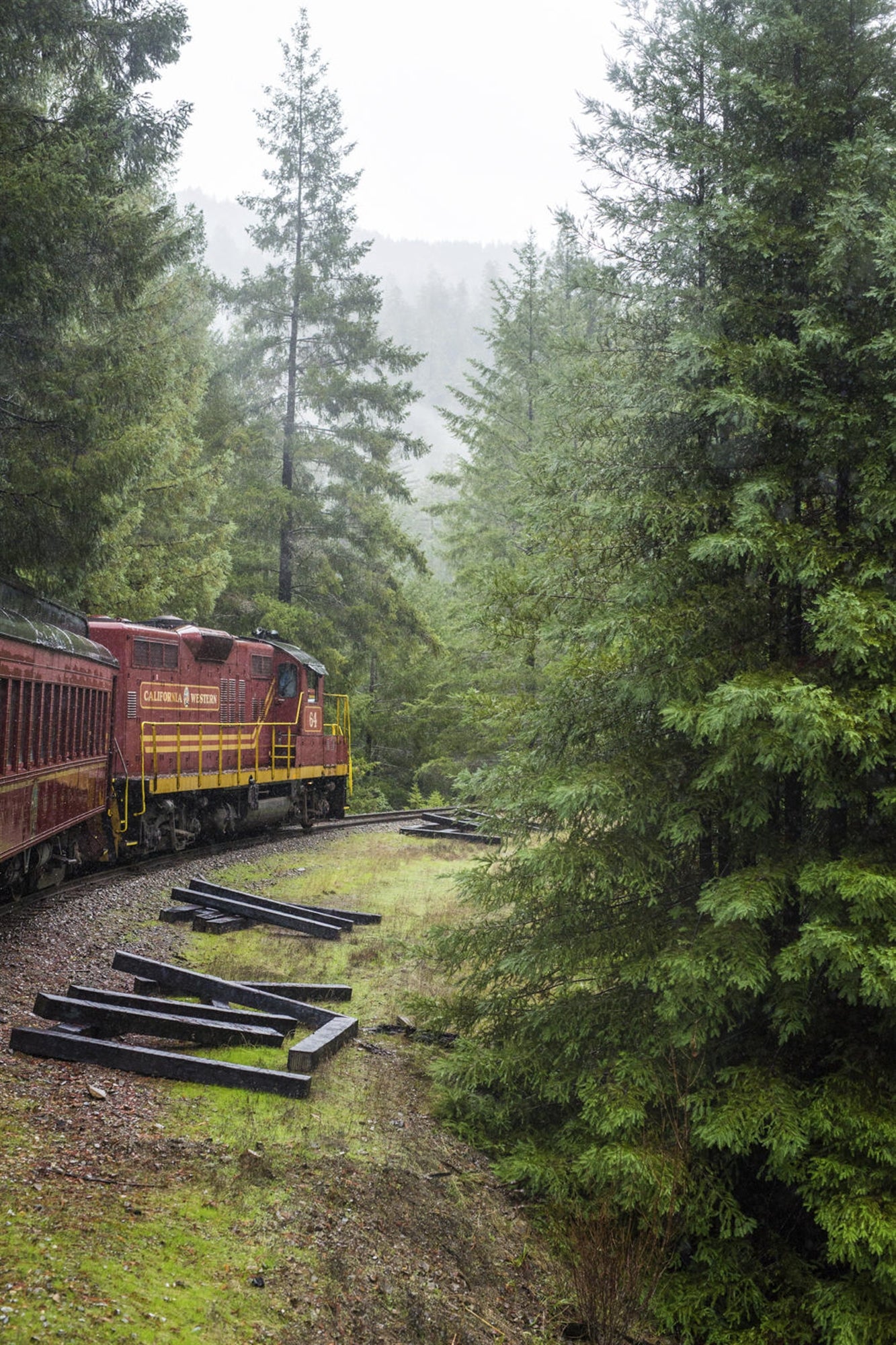A red train moves through a dense forest of tall pine trees on a foggy day, with wooden beams scattered on the ground nearby.