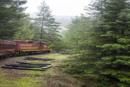 A red train moves through a dense forest of tall pine trees on a foggy day, with wooden beams scattered on the ground nearby.