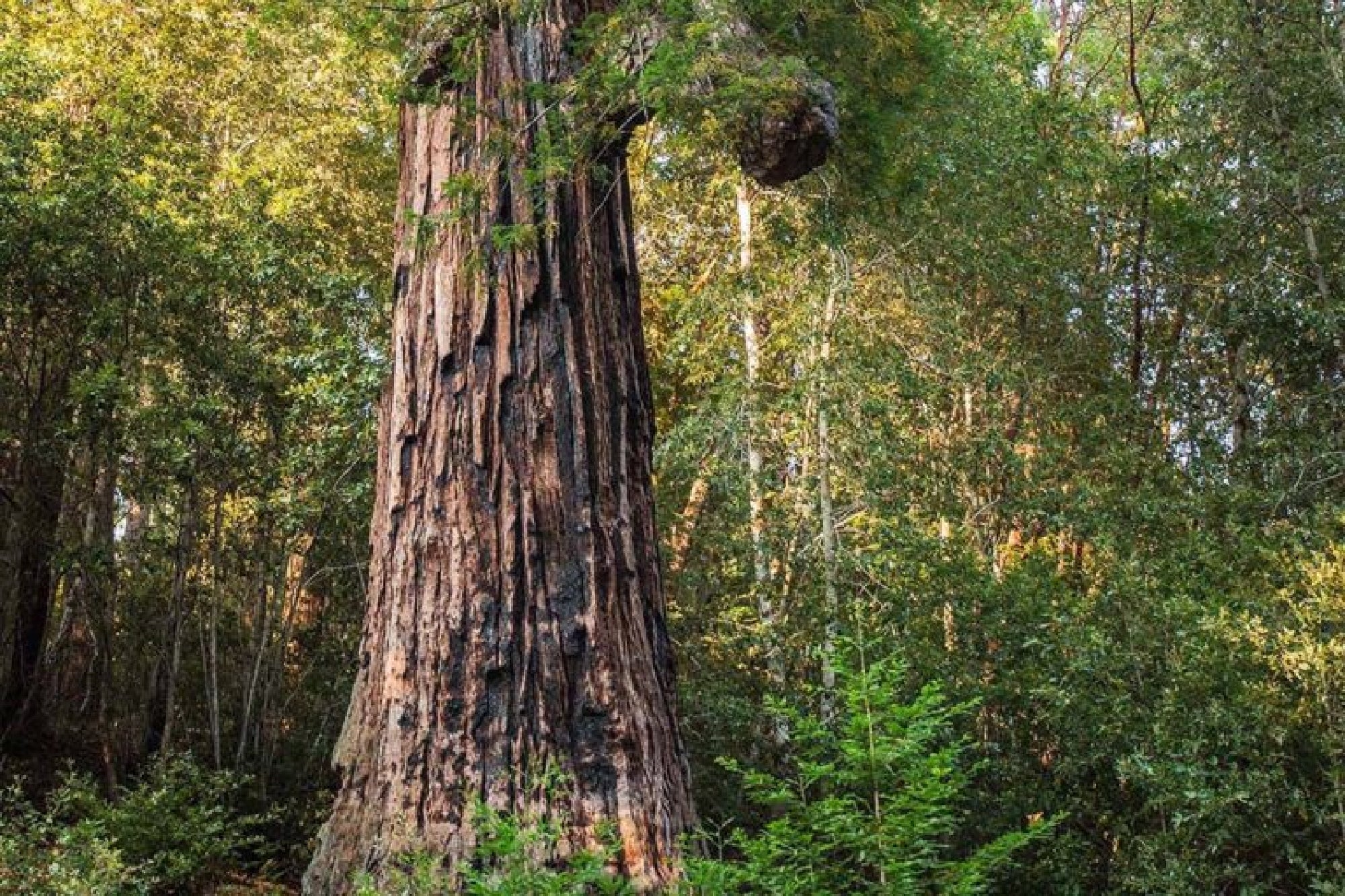 A large redwood tree with a thick trunk and a burl grows in a dense forest surrounded by green foliage and smaller trees.