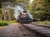 A train approaching head on with steam coming out both sides surrounded by thick tress with Skunk Train in San Francisco, California, USA.